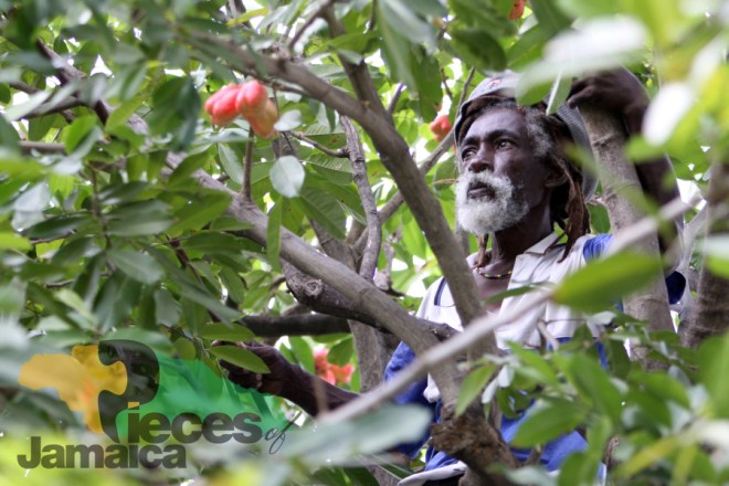 Inna De Ackee Tree Photo by David Muir from Pieces of Jamaica: The Real Rock Edition 