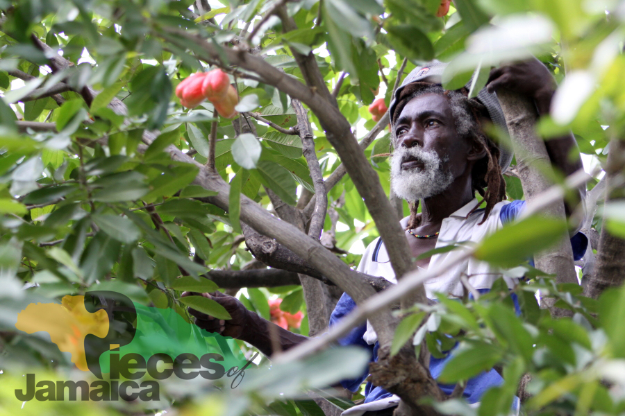 Inna De Ackee Tree Photo by David Muir from Pieces of Jamaica: The Real Rock Edition
